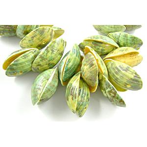 Conch Beads, yellow, dyed, 12x20mm, 20x33mm, approx 600pcs