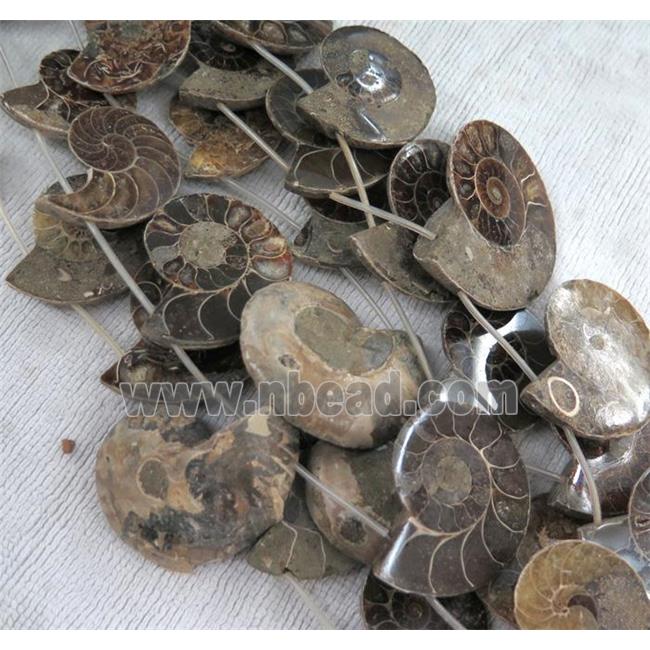 natural Ammonite Fossil beads
