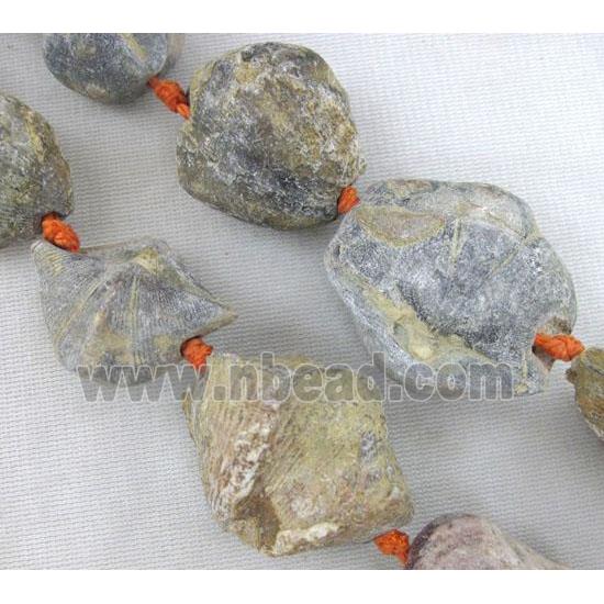Shell Clams Fossil beads, freeform
