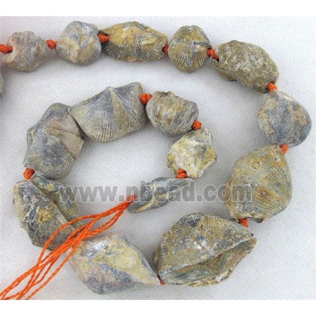Shell Clams Fossil beads, freeform