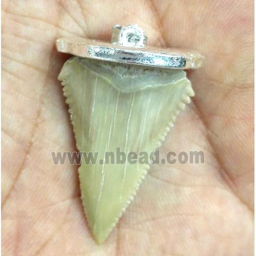 fossil of sharktooth pendant, silver plated
