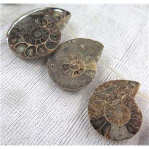 natural Ammonite Fossil beads, approx 15-60mm