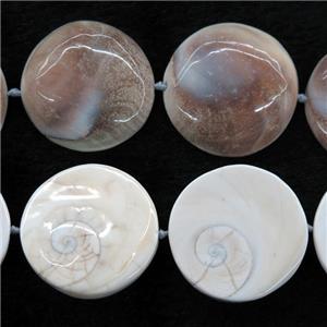 Shell Fossil beads, circle, approx 40mm dia