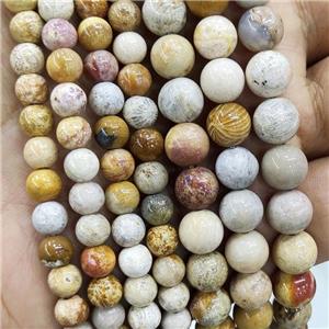 Natural Coral Fossil Beads Yellow Chrysanthemum Jasper Smooth Round, approx 6mm dia