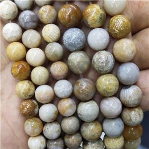Natural Yellow Coral Fossil Beads Chrysanthemum Jasper Smooth Round, approx 10mm