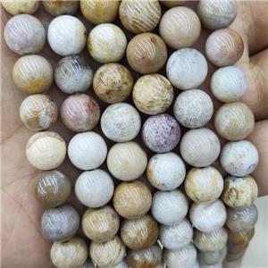 Natural Coral Fossil Beads Yellow Smooth Round, approx 4mm dia