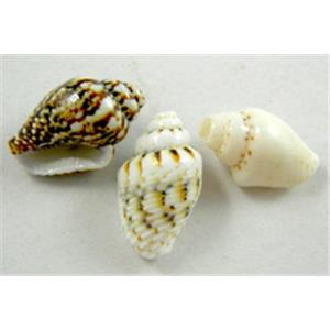 Conch beads, mixed color, 7-8mm dia, 13-15mm length