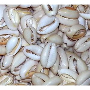 shell Conch bead, 15-17mm
