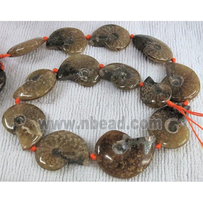 natural Ammonite Fossil beads