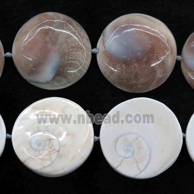 Shell Fossil beads, circle