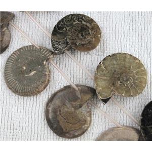 natural Ammonite Fossil beads, approx 15-35mm, 16 inches