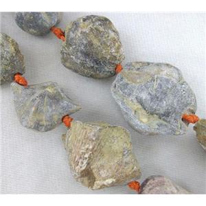 Shell Clams Fossil beads, freeform, approx 10-40mm